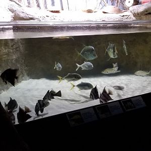 VA Living Museum - Coastal Plain - croaker, atlantic spadefish, spot