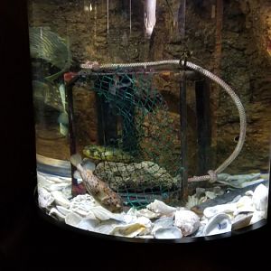 VA Living Museum - Coastal Plain - striped burrfish, porcupinefish