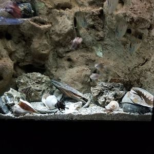 VA Living Museum - Coastal Plain - nursery