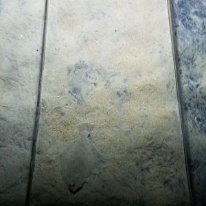 VA Living Museum - Coastal Plain - summer flounder