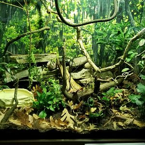 VA Living Museum - Coastal Plain - common five-lined skink, green anole