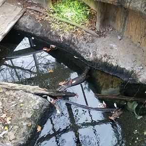 VA Living Museum - Cypress Swamp - american alligator, snapping turtle from above
