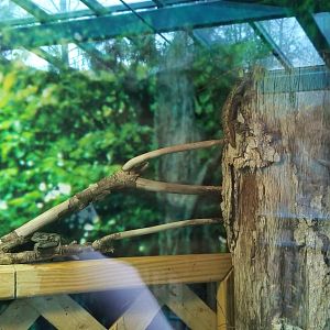VA Living Museum - Cypress Swamp - Northern Fence Swift