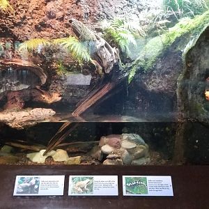 VA Living Museum - Piedmont and Mountains - mudpuppy, wood frog, marbled salamander