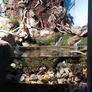 VA Living Museum - Piedmont and Mountains - yellow perch, bluegill, bullhead, smallmouth bass, wood turtle