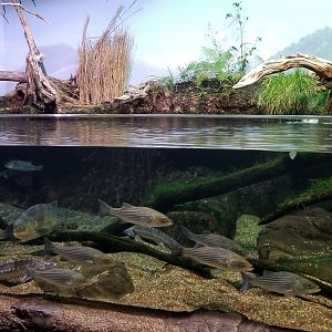 VA Living Museum - Piedmont and Mountains - James River - bowfin, rockfish, shortnose sturgeon, redear sunfish, black crappie, pumpkinseed