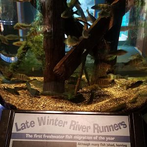 VA Living Museum - Piedmont and Mountains - yellow perch