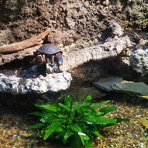 VA Living Museum - Piedmont and Mountains - spotted turtle