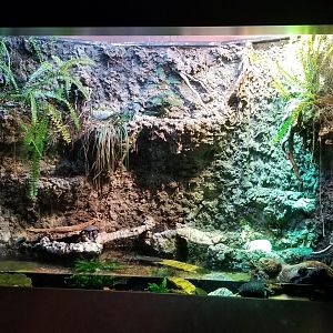 VA Living Museum - Piedmont and Mountains - spotted turtle