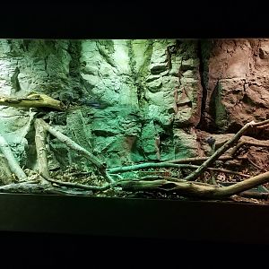 VA Living Museum - Piedmont and Mountains - northern pine snake