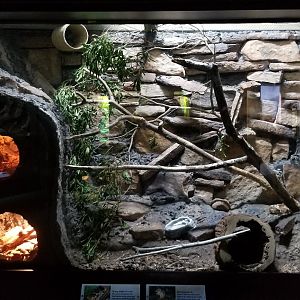 VA Living Museum - Piedmont and Mountains - eastern chipmunk, corn snake
