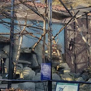 Smithsonian -  White-nosed coati exhibit