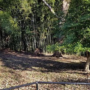 Smithsonian -  wild white-tailed deer behind gorillas