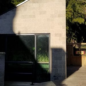 Smithsonian -  chinese crocodile