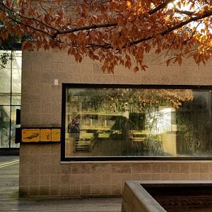 Smithsonian -  tomistoma