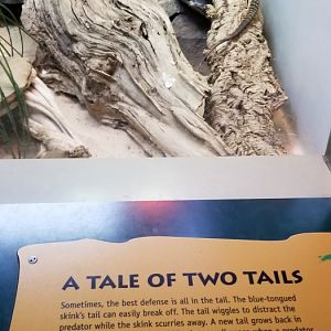 Smithsonian -  ridgetail monitor