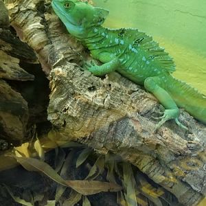 Smithsonian -  basilisk