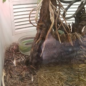 Smithsonian -  rhinoceros snake