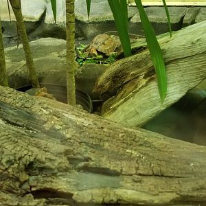 Smithsonian -  McCord's box turtle