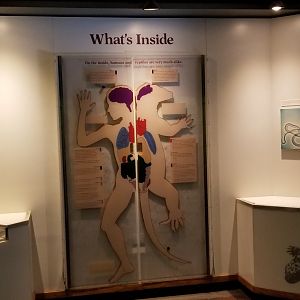 Smithsonian -  "What's Inside" comparison of humans and reptiles