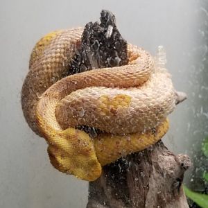 Smithsonian -  Eyelash Palm Pitviper
