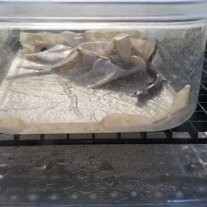 Smithsonian -  shenandoah salamander baby