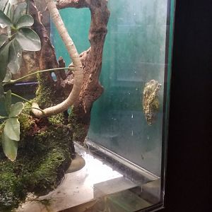 Smithsonian -  Vietnamese Mossy Frog