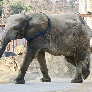 African Forest Elephant (Loxodonta cyclotis)