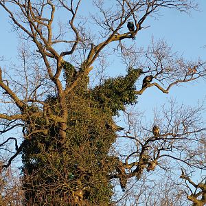 How many peafowls do you see?