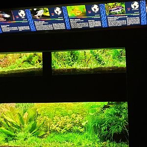 Smaller South-american freshwater aquariums