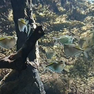 Spotted hatchetfishes - Gasteropelecus maculatus