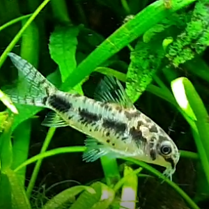 Corydoras habrosus