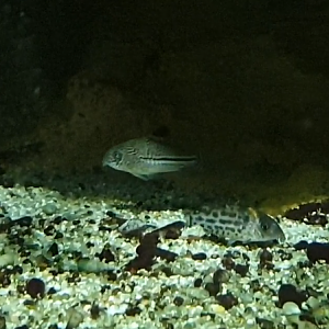 Corydoras ID's