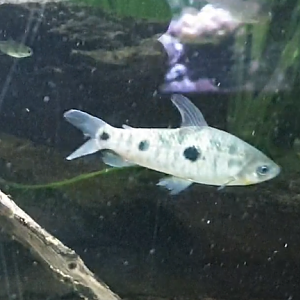 Leporinus friderici