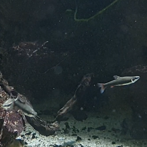 Fish ID - South-american freshwater species