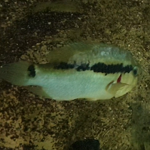 Krobia species "Oyapock"