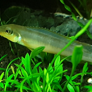Teleocichla centrarchus