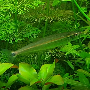 Three-banded lizard tetra - Iguanodectes geisleri