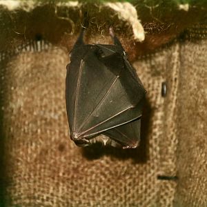 Greater Horseshoe Bat (Rhinolophus ferrumequinum)