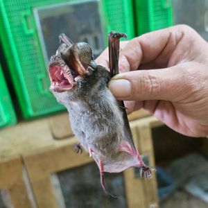 East Asian Free-Tailed Bat (Tadarida insignis)