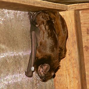 Birdlike Noctule (Nyctalus aviator)