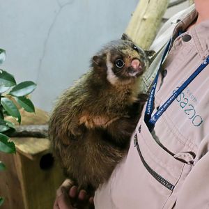 Japanese Giant Flying Squirrel (Petaurista leucogenys)