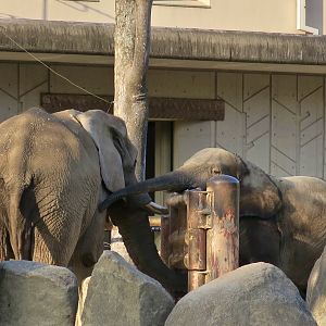 African Elephant Comparison