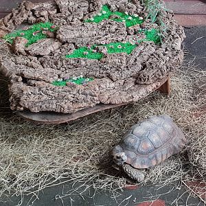 Yellow-footed tortoise