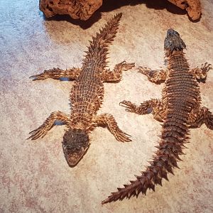 Giant girdle-tailed lizards