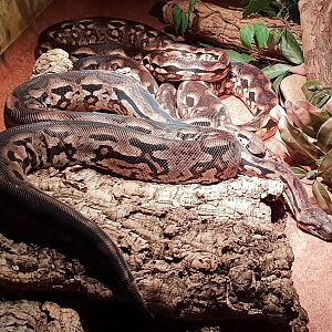 Madagascar ground-boa