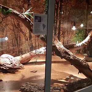 Red tegu enclosure