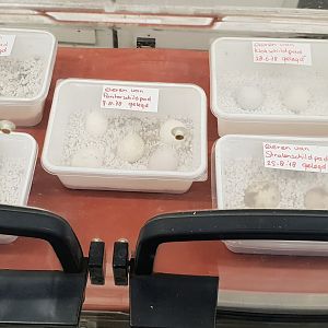 Star, Leopard, Marginated and Radiated tortoise eggs
