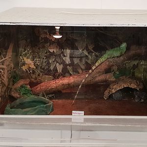 Holding-enclosure Green water-dragon