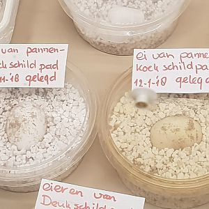 Eggs Pancake tortoise